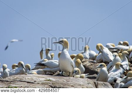 A Group Of Gannet Birds At Saltee Islands In Wexford Ireland.