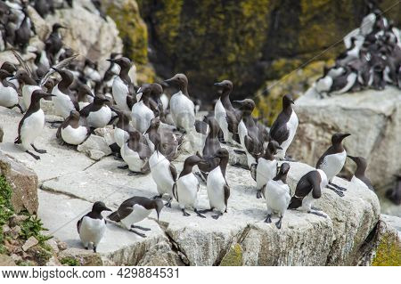 Group Of Birds At Saltee Islands In Wexford Ireland.