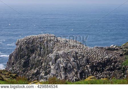 Large Group Of Birds At Saltee Islands In Wexford, Ireland.