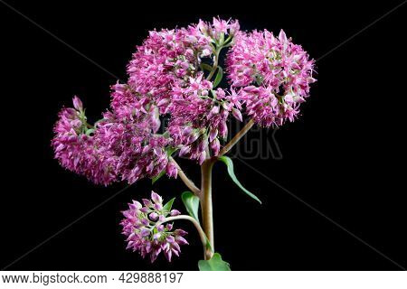 Communis Purpura Ogra (sedum Hylotelephium) In Nigro Background. A Wild Flower.