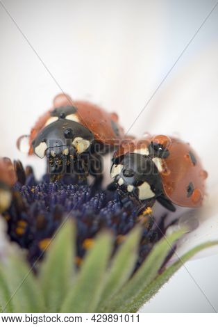 Ladybug On White And Purple Flower. Red Insect With Black Dots. Microphotography.