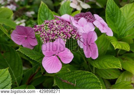 Hydrangea Macrophylla Pentamerous And Tetramerous Flowers. Hortensia Plant With Bright Pink Bloom.
