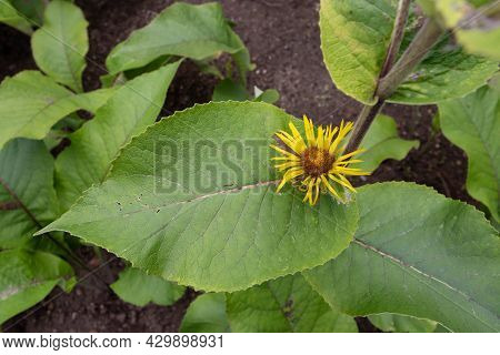 Elecampane Or Horse-heal Or Elfdock Or Inula Helenium Plant With Leaves And Bright Yellow Ray Flower