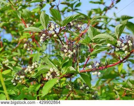 Sorbus Cashmiriana Or Kashmir Mountain Ash With White Fruits On Red Branches Close-up