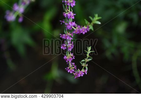Lythrum Anceps (loosestrife) Flowers. Lythraceae Perennial Plant.