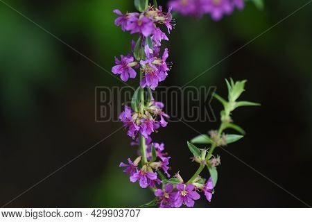 Lythrum Anceps (loosestrife) Flowers. Lythraceae Perennial Plant.