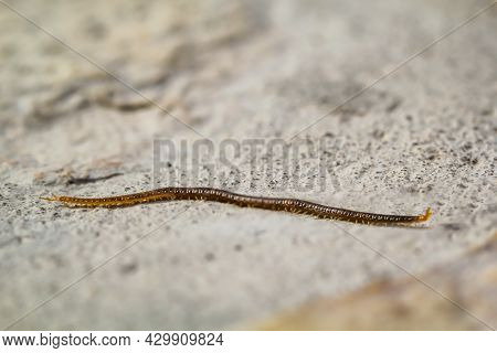 Poptrait, A Close-up Of A Millipede, Centipede On A Stone.