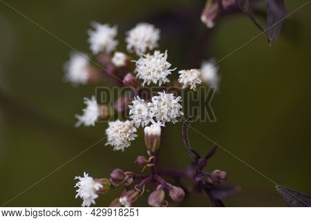Eupatorium Rugosum 'chocolate' Flowers. Asteraceae Perennial Plant.