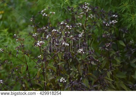 Eupatorium Rugosum 'chocolate' Flowers. Asteraceae Perennial Plant.