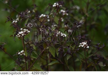 Eupatorium Rugosum 'chocolate' Flowers. Asteraceae Perennial Plant.