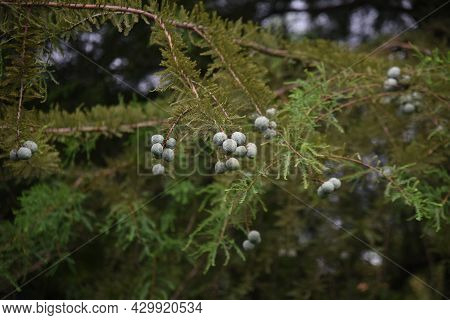 Bald Cypress (taxodium Distichum) Nuts. Cupressaceae Deciduous Conifer