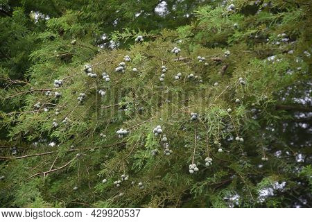 Bald Cypress (taxodium Distichum) Nuts. Cupressaceae Deciduous Conifer