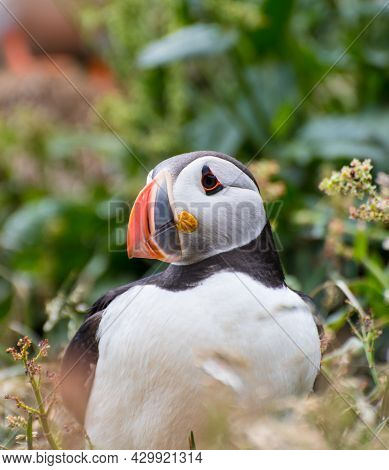 Puffin In The Beautiful Countryside Nature Of Hafnarholmi In Borgarfjordur Eystri In Iceland
