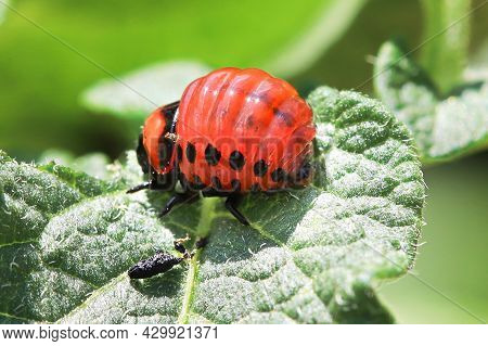 Macro Of An Orange Potato Beetle Larvea