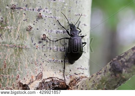 A Purple Rimmed Carabus Beetle Crawls On A Tree Trunk