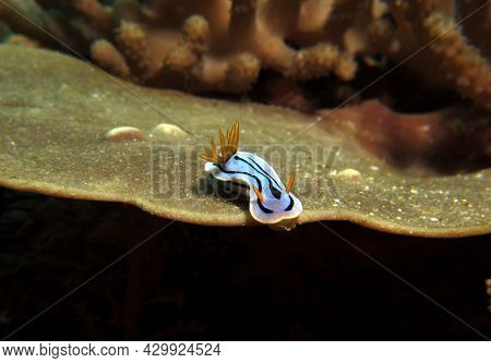 A Chromodoris Lochi Nudibranch On A Soft Coral Boracay Philippines