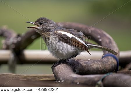 Beautiful Indian Oriental Magpie Robin Male Bird Sitting In A Branch And Sing A Beautiful Song