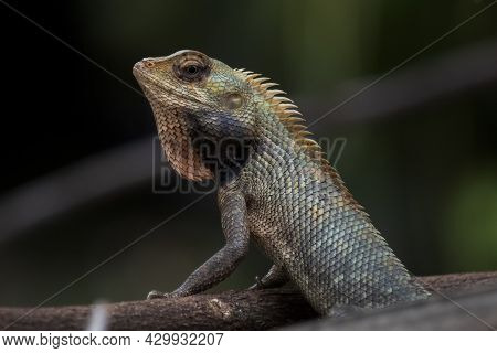 Beautiful Indian Garden Lizard Looking For His Food