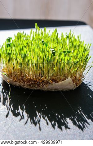 Sprouted Wheat On Table. Roots, Food, Health. Micro Green Sprouts. Organic, Vegan Healthy Food Conce