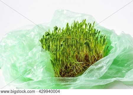 Young Green Plants In Plastic Bag. Ecology And Environment Concept. Earth Day Concept. Global Pollut