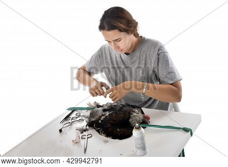 Picture Of Caponize A Rooster On White Background