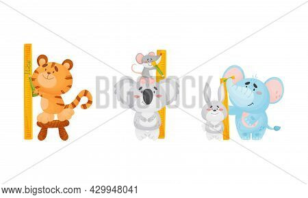 Adorable Animals Measuring Height Set. Cute Tiger, Koala, Elephant Animals Comparing Height Cartoon 