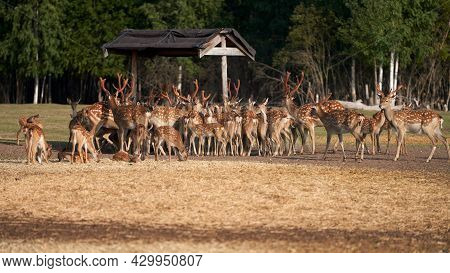 An Ecological Project To Revive The Population Of Spotted Deer. A Large Herd Of Deer Came To The Fee