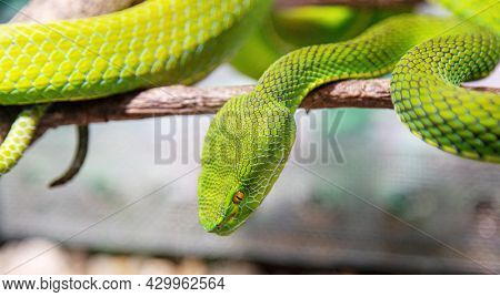 Body of green tree python Morelia viridis close-up. Portrait art. Snake skin, natural texture, abstract, graphic resources. Nature, environmental conservation, animal wildlife, zoology, herpetology