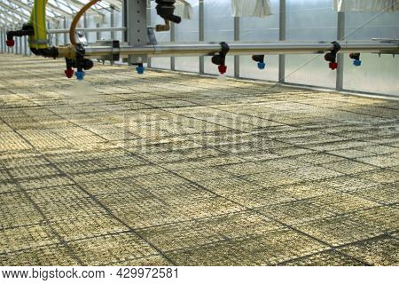 A Greenhouse For Growing Plants And Trees. Irrigation Technology In The Greenhouse.