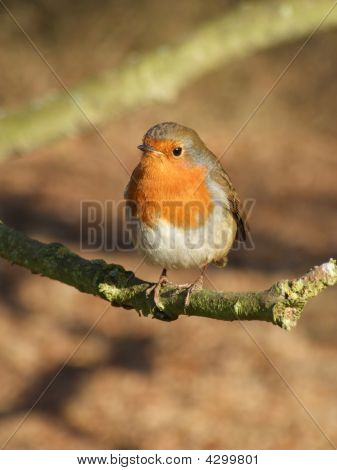 Ein Robin