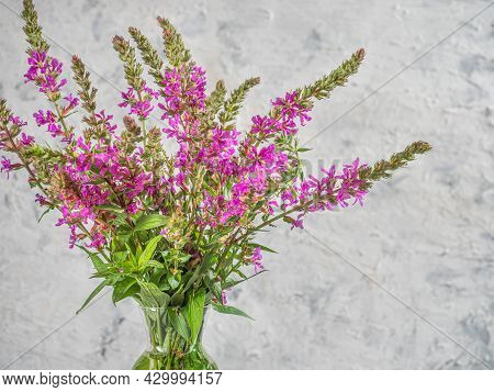 Summer Flowers. Blooming Willow Loosestrife On A Light Background Close-up