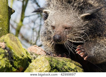 Close-up Of A Binturong