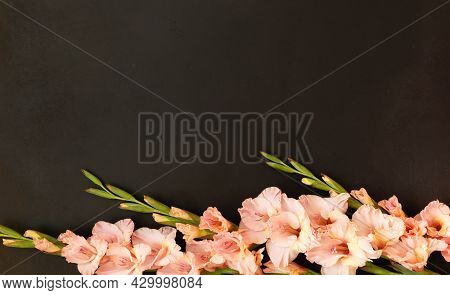Pink Gladioluses On Black Background. Gladiolus With Copy Space. Greeting Card Fo Valentines Day, Mo