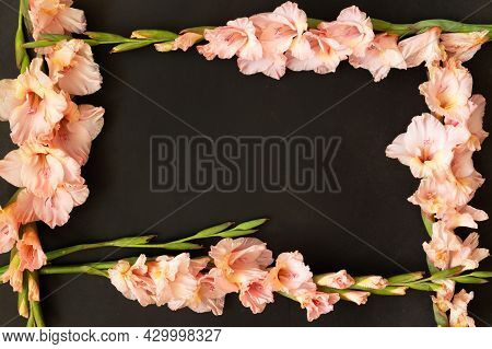 Pink Gladioluses On Black Background. Gladiolus With Copy Space. Greeting Card Fo Valentines Day, Mo