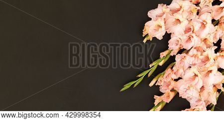 Pink Gladioluses On Black Background. Gladiolus With Copy Space. Greeting Card Fo Valentines Day, Mo