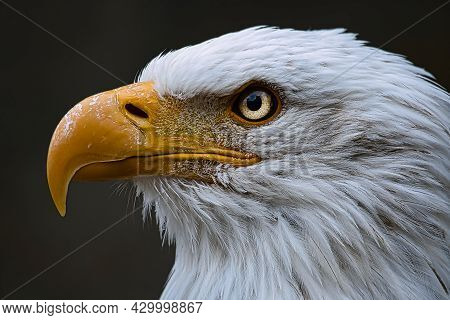 Sharp Eyes And A Beak Of  The Bald Eagle