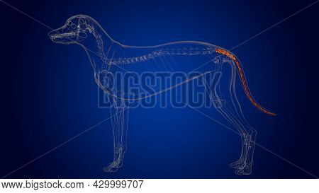 Caudal Vertebrae Bones Dog Skeleton Anatomy For Medical Concept 3D