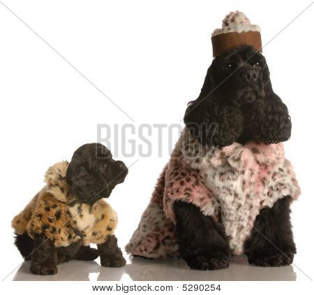 Cocker Spaniel madre e figlia In cappotti di pelliccia