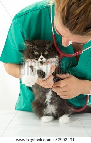 Veterinary With Kitten