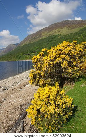 Shore Of The Lake In Highland, Scotland