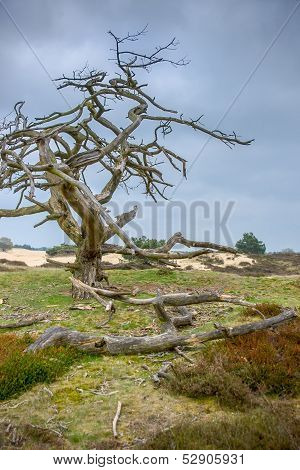 Dead Tree