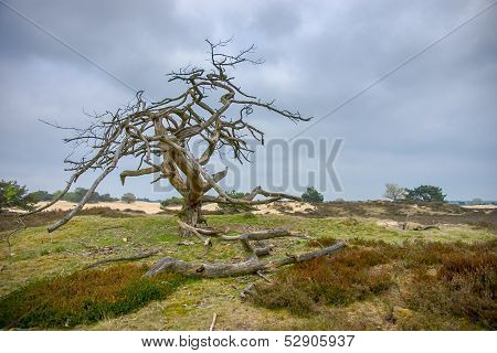 Dead Tree