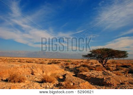 Albero In un deserto