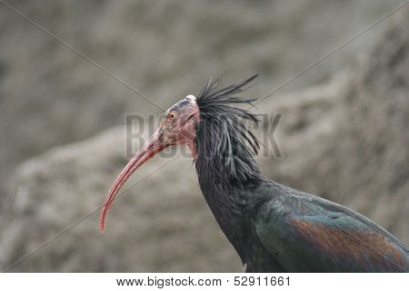 Waldrapp Ibis - Geronticus Eremita
