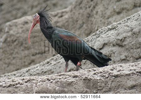 Waldrapp Ibis - Geronticus Eremita