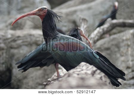 Waldrapp Ibis - Geronticus Eremita