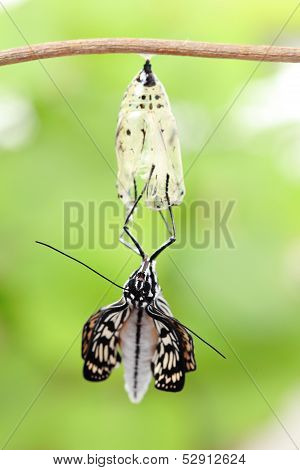 Butterfly Change Form Chrysalis