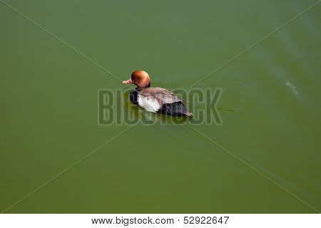 Duck In Water Of Lake