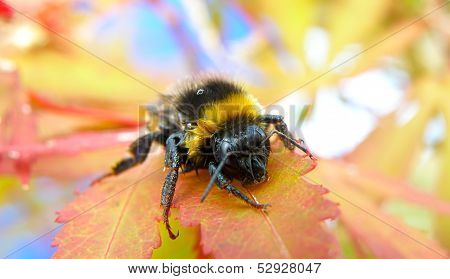 Bee
