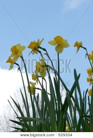Daffodils And Sky